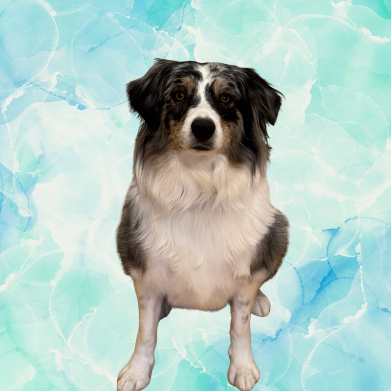 Lucy — The Mini Aussie with a Big Heart